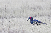 Bucorvus leadbeateri